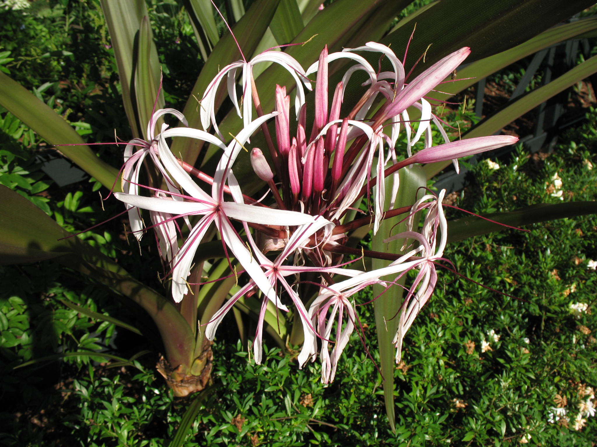 Online Plant Guide - Crinum augustum Queen Emma  Queen Emma crinum